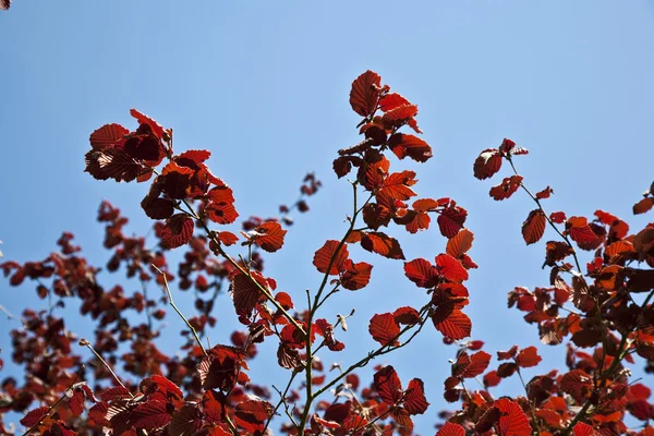 stock image Leaves at a branch of the tree