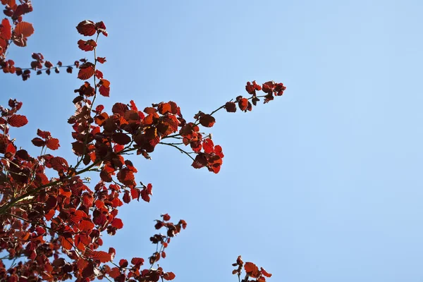 stock image Leaves at a branch of the tree