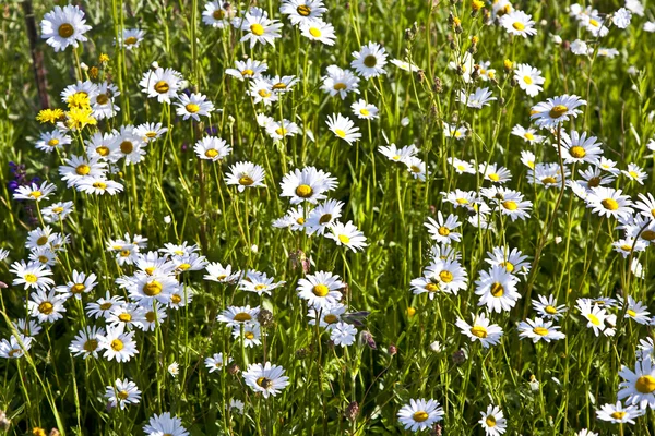 풀밭에 꽃 — 스톡 사진