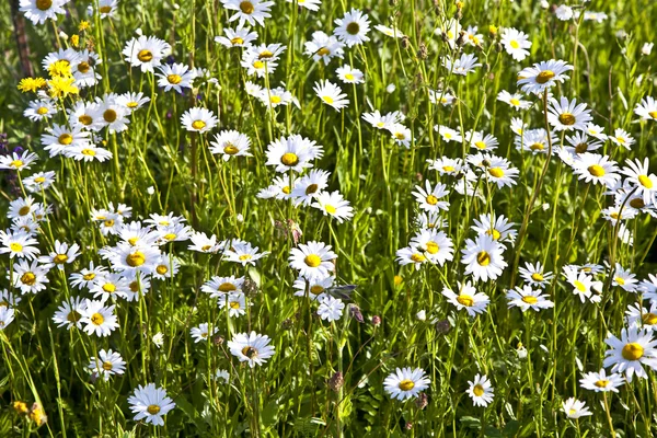 草地上的花朵 — 图库照片