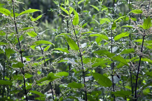 Groene brandnetel in detail — Stockfoto