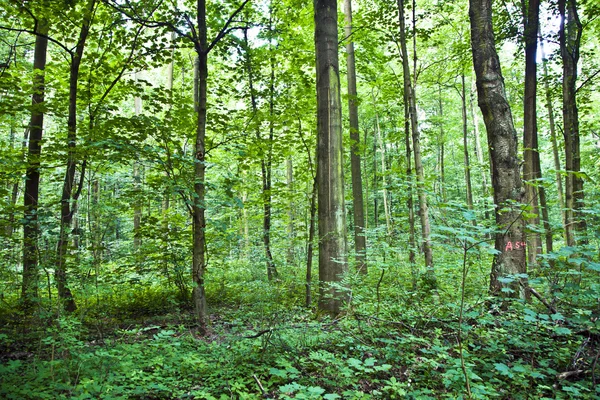 Ormandaki gövdeleri — Stok fotoğraf