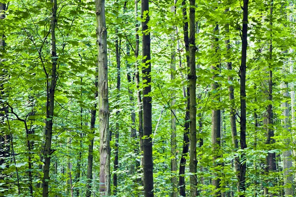 Stämme im Wald — Stockfoto