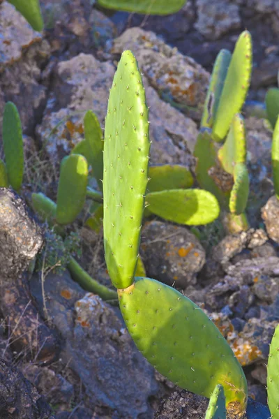 Detail velkých kaktusů — Stock fotografie
