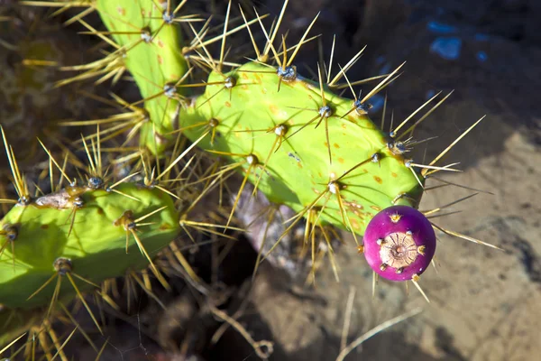 Detail des großen Kaktus — Stockfoto