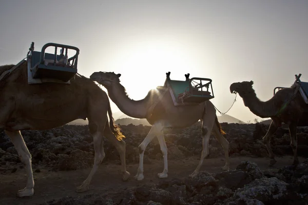 Camels in sunset — Stock Photo, Image