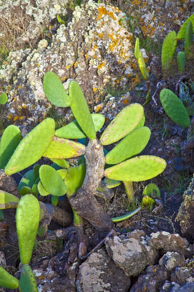 Деталь большого кактуса — стоковое фото