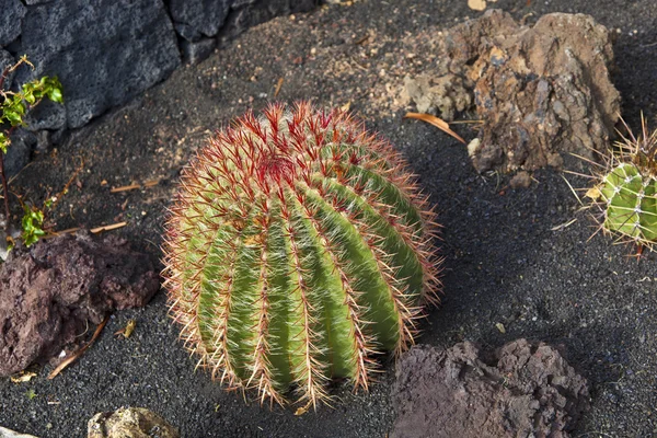 Hermoso cactus de bola en la tierra Lapilli — Foto de Stock