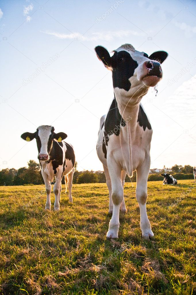 Holstein cows grazing on the meadow