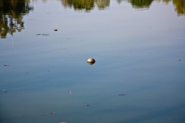 Coconut is swimming in the lake of the park clipart