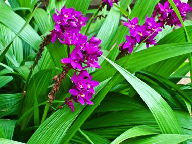 Botanical Garden of Peradeniya, Kandy clipart