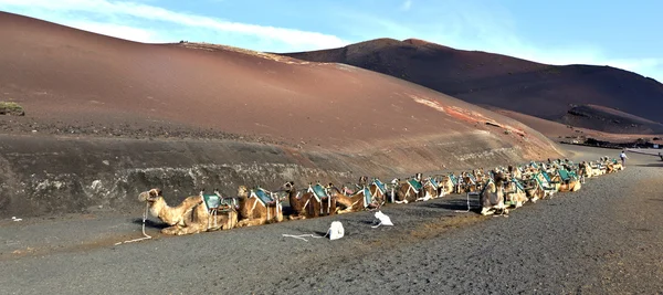 Cammelli nel parco nazionale di Lanzarote — Foto Stock