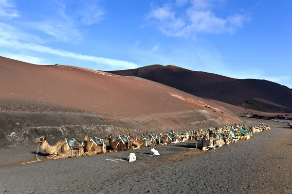 Camels in the national park in Lanzarote — Stock Photo, Image