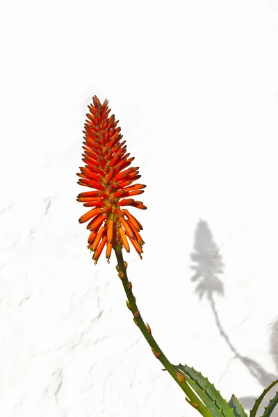 Bela flor aloe vera — Fotografia de Stock