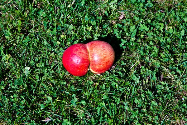 Äpfel mit interessanten Verformungen geben der Fantasie eine Chance — Stockfoto