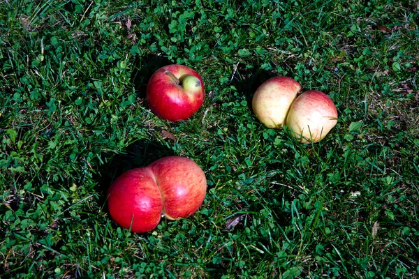 Las manzanas con deformaciones intermedias dan una oportunidad a la fantasía — Foto de Stock