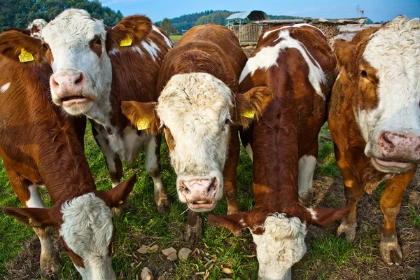 Friendly cattles are grazing on green land — Stock Photo, Image