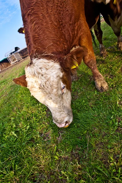 Přátelské dobytek na zelené granzing pozemku jsou věrným — Stock fotografie