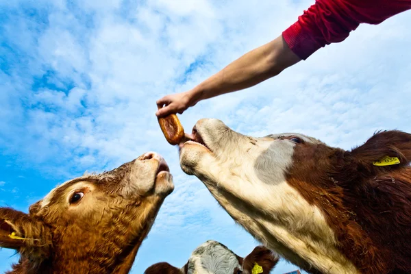 stock image Friendly cattles on green granzing land are trusty