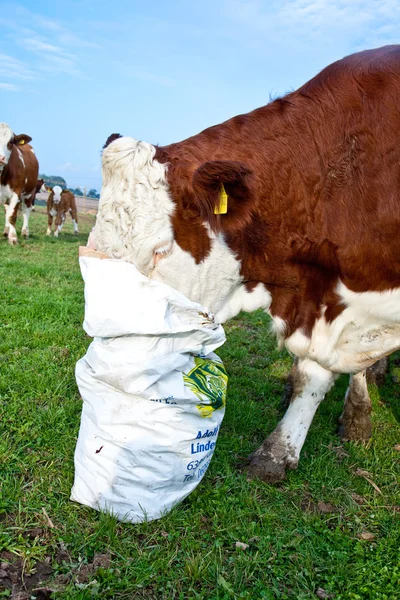 stock image Friendly cattles on green granzing land are trusty