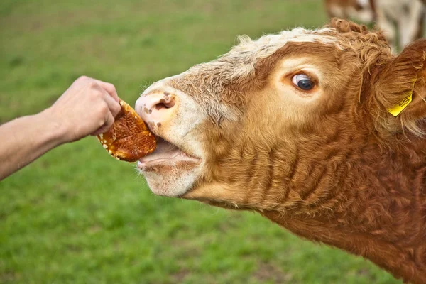 stock image Friendly cattles on green granzing land are trusty