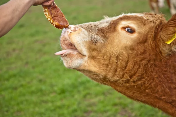 stock image Friendly cattles on green granzing land are trusty