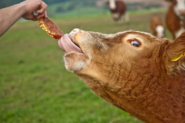 stock image Friendly cattles on green granzing land are trusty