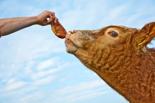 stock image Friendly cattles on green granzing land are trusty