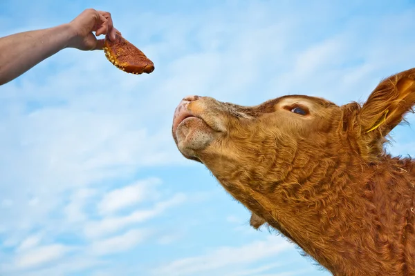 Stock image Friendly cattles on green granzing land are trusty