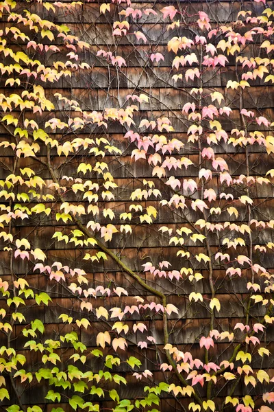 Стіна з листям в індійських літніх кольорах — стокове фото