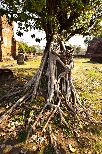 Berühmtes Tempelgebiet wat phra si sanphet — Stockfoto