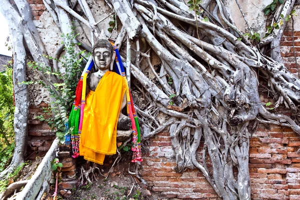 仏の寺エリア ワット プラ シー サンペットの根によって覆われています。 — ストック写真