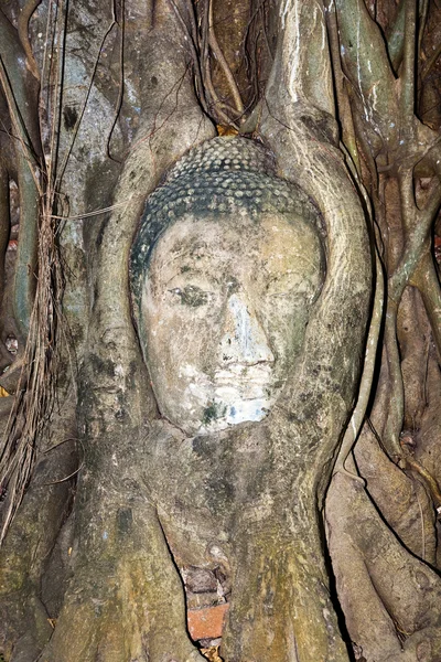 Buddhas head in Mahathat temple in Ajutthaya is covered by roots — Stock Photo, Image