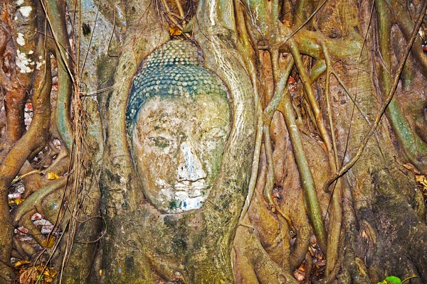 Budas cabeça em Mahathat templo em Ajutthaya é coberto por raízes — Fotografia de Stock