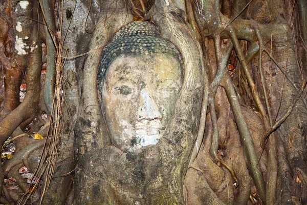 Buddhas Kopf im Mahathat Tempel in Ajutthaya ist mit Wurzeln bedeckt — Stockfoto
