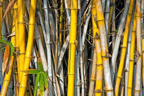Bambus im Park des Bangpa-in-Palastes in der Nähe von Bangkok, Thailand ( — Stockfoto