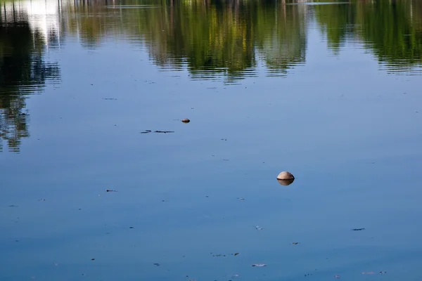 Coconut is swimming in the lake of the park — Stock Photo, Image