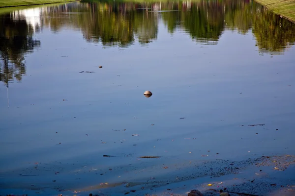 Kokos jest pływanie w jeziorze parku — Zdjęcie stockowe