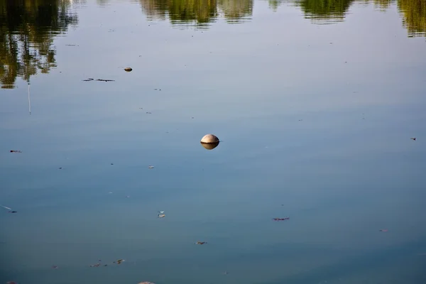 Kokosnoot is zwemmen in het meer van het park — Stockfoto