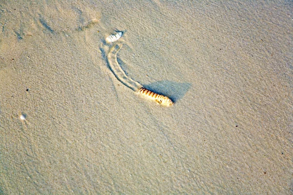 Sandworm på stranden försöker nå den saltvatten — Stockfoto