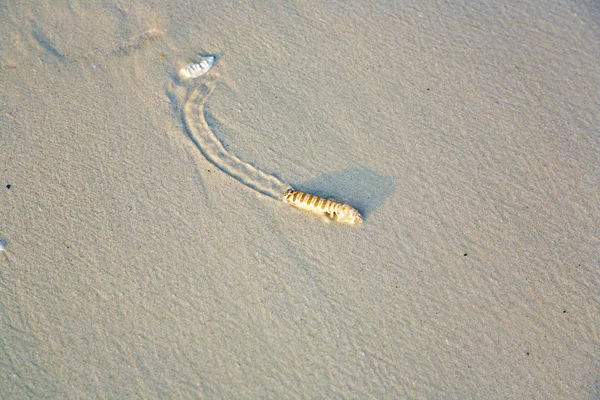 Gusano de arena en la playa trata de llegar al agua salada —  Fotos de Stock