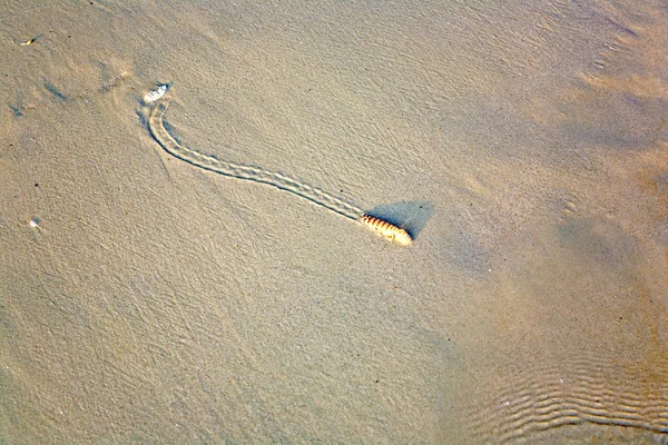 Sandwurm liegt am feinen Sandstrand — Stockfoto