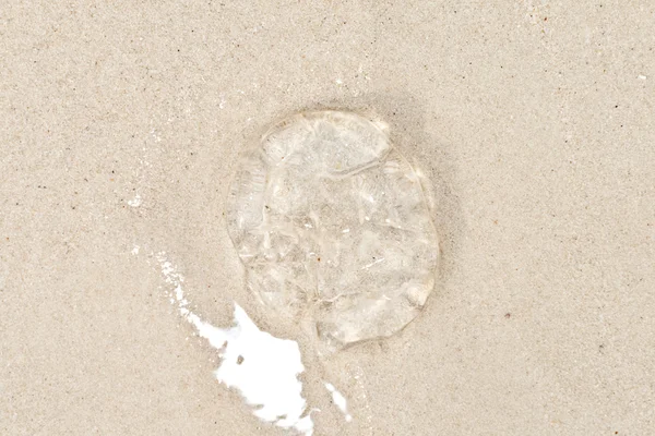 Medusa muerta se encuentra en la playa de arena fina —  Fotos de Stock
