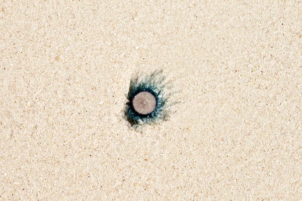 Medusa muerta se encuentra en la playa de arena fina —  Fotos de Stock