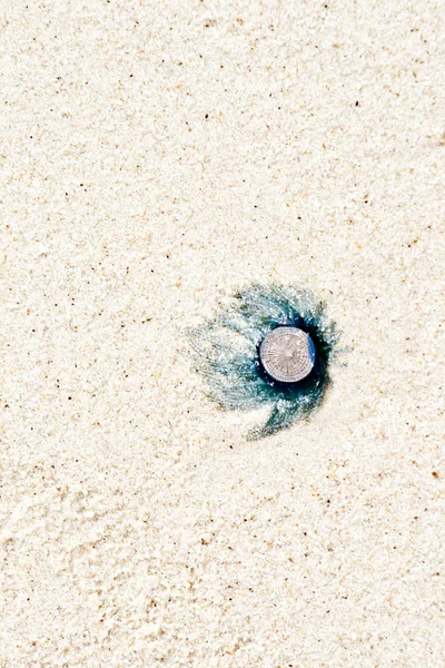 Мертвая медуза лежит на прекрасном песчаном пляже — стоковое фото