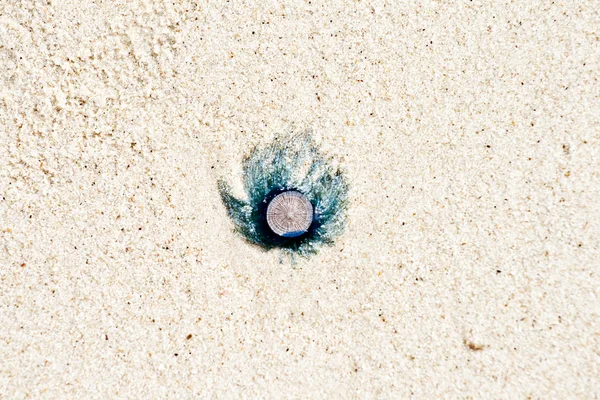 Νεκρός ζελέ ψάρια βρίσκεται στην όμορφη αμμώδη παραλία — Φωτογραφία Αρχείου