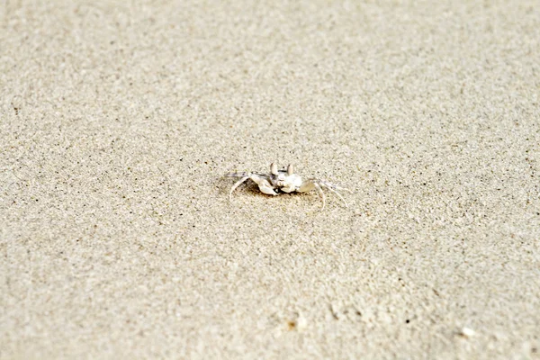 Краб ползает по прекрасному песчаному пляжу — стоковое фото