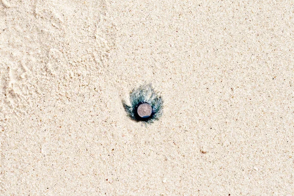 Dead jelly fish lies at the fine sandy beach — Stock Photo, Image