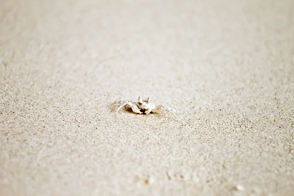 Krabbe kriecht am feinen Sandstrand — Stockfoto