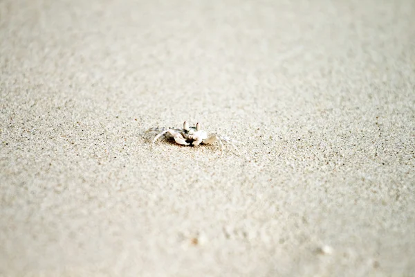 細かい砂浜のビーチでカニをクロールします。 — ストック写真